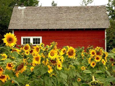 red barn with sunflowers
