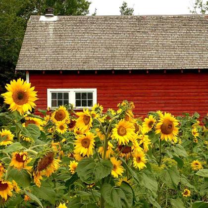 barn and sunflowers