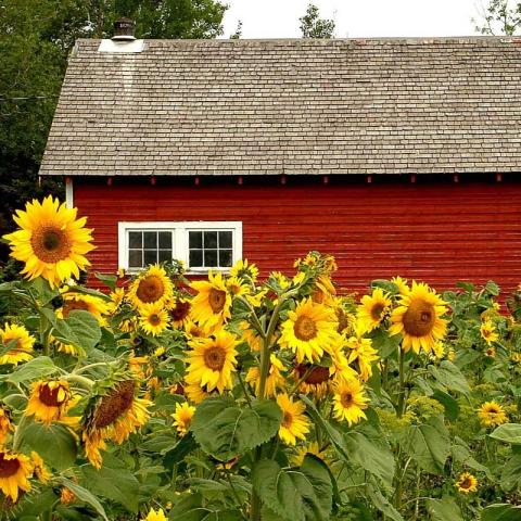 red barn with sunflowers